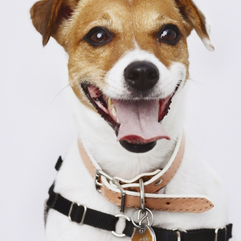 Pet Products for Fort Lauderdale Beaches
